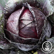 Cabbage Red Acre Vegetable Seed