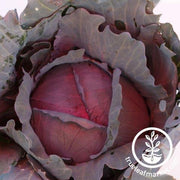 Red Express Cabbage Seeds - Non-GMO