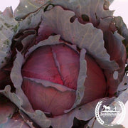 Organic Red Express Cabbage Seeds