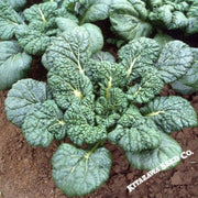 Chinese Cabbage Seeds - Yukina Savoy