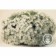 Campanula Clips Series White Flower Seed