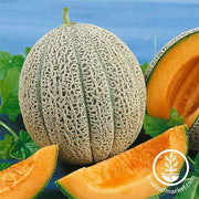 Melon Cantaloupe Hales Best Jumbo Seed