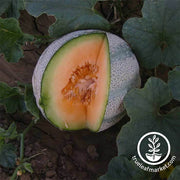Melon Cantaloupe Planters Jumbo Seed
