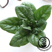 Spinach Seeds - Carmel Spinach F1
