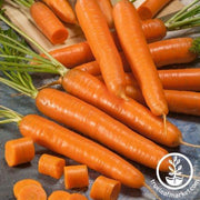 Carrot Seeds - Bambino