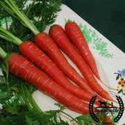 Carrot Seeds - Atomic Red - Organic