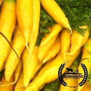 Organic Solar Yellow Carrot Seeds