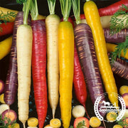 Carrot Seeds - Rainbow Blend (Organic)