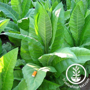 Catterton Tobacco Seeds