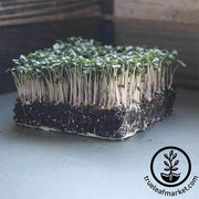 Cauliflower - Snowball Y Improved - Microgreens Seeds
