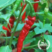 Pepper Seeds - Hot - Cayenne Long Red Thin (Organic)