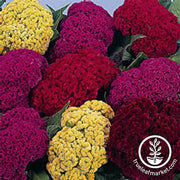 Celosia Crested Armor Mix Seed