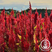 Celosia Forest Fire Seed