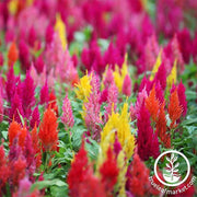 Celosia Plumed Castle Series Mix Seed