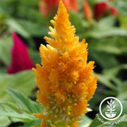 Celosia Plumed Castle Series Orange Seed