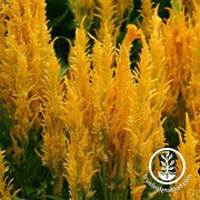 Celosia Plumed Fresh Look Series Gold Seed