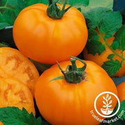 Chef's Choice Orange Hybrid F1 Tomato Seeds
