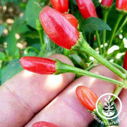 Chiltepin Pepper Seeds