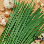 Chives Seeds - Garlic (Organic)