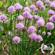 Chives - Organic Herb Seed