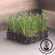 Chives - Microgreens Seeds