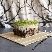 Chrysanthemum Greens - Serrated Leaf - Microgreens Seeds