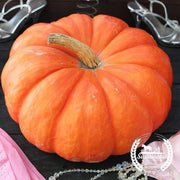 Pumpkin Cinderella Organic Seed