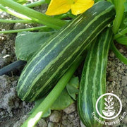 Cocozelle Zucchini Squash Seeds