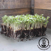Collards - Vates - Microgreens Seeds