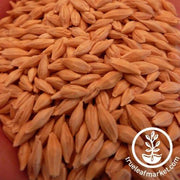 Common Grain Barley Seeds