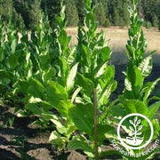 Tobacco Seed Connecticut 49
