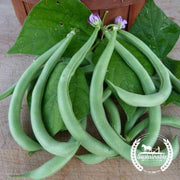 Organic Contender Bush Beans Seeds