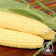 Corn (se) - Bodacious Hybrid R/M Garden Seed