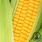 Corn (op) - Golden Bantam Garden and Microgreen seed