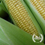 Organic Golden Bantam Improved Corn Seeds