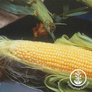 Corn se Incredible R/M Hybrid Seed