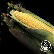 Corn se Kandy Korn Hybrid Seed