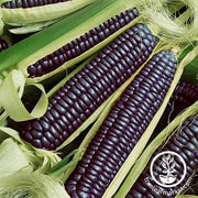 Corn - Ornamental - Blue Hopi Garden Seed
