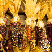 Corn Ornamental Indian Seed