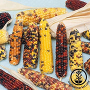 Corn Seeds - Ornamental - Wampum