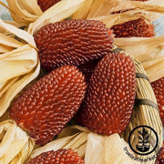 Corn Seeds - Ornamental - Strawberry