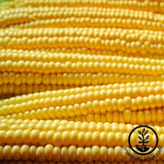 Corn Popcorn Robust Yellow Hulles Hybrid Seed