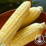 Corn se Sugar Buns Hybrid Treated Seed