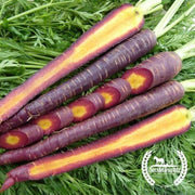 Organic Cosmic Purple Carrot Seeds