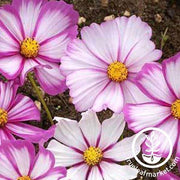 candy stripe cosmos