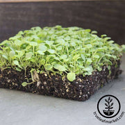 Cress - Upland - Microgreens Seeds