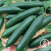 Cucumber Seeds - Eversweet F1