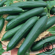 Cucumber Seeds - Eversweet F1 - Organic