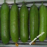 Cucumber Seeds - Green Light - Hybrid