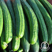 Greenhouse Long Burpless F1 Cucumber